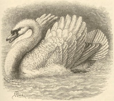 1872_Expression_F1142_fig13