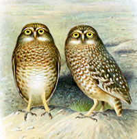 burrowingowls